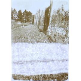 Flower gardens at Saumarez