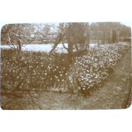 Flower gardens at Saumarez