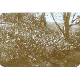 Flower gardens at Saumarez