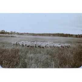 Sheep in the paddock