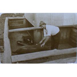 Undentified man with sow and piglets