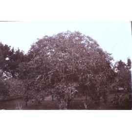 Saumarez Homestead gardens