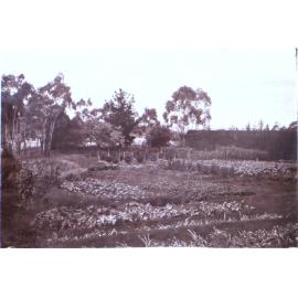 Saumarez Homestead gardens