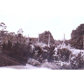Saumarez Homestead gardens