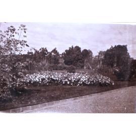 Saumarez Homestead gardens