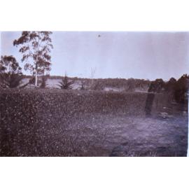 Saumarez Homestead gardens