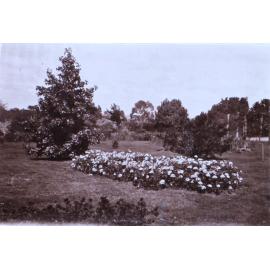 Saumarez Homestead gardens