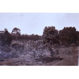 Saumarez Homestead gardens