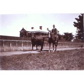 Unknown Man on horseback leading a bull