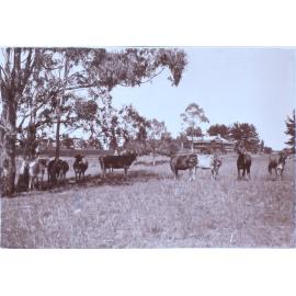 Cattle on Saumarez