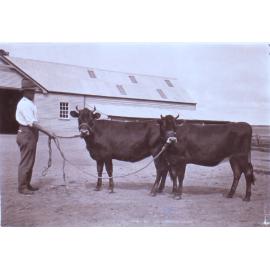 Unidentified man with two steers