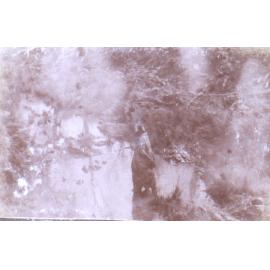 Kangaroo in beside a creek