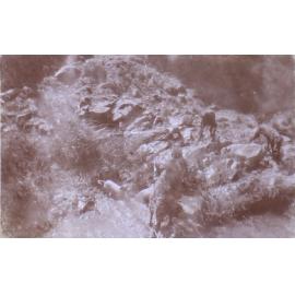 Kangaroo in beside a creek with dogs