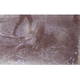 Dog with a dead kangaroo