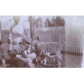 Unknown woman with merino sheep and lambs