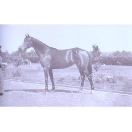 Unidentified woman holding a horse