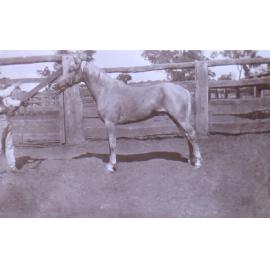 Unidentified man holding a horse