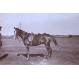 Unidentified man holding a saddled horse