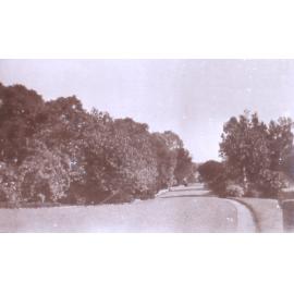 View of tree lined driveway