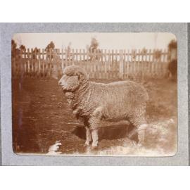 A merino sheep