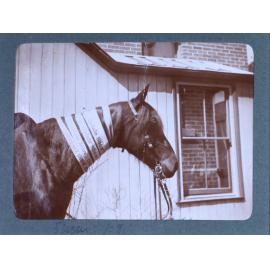 Champion horse with Armidale Show ribbons /08