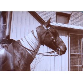 Champion horse with Armidale Show ribbons, 1908