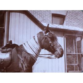 Champion horse with Armidale Show ribbons /08