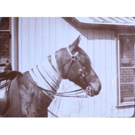 Champion horse with Armidale Show ribbons /08