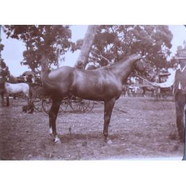 Unidentified man holding a horse
