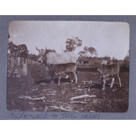 Bridesmaid and two calves