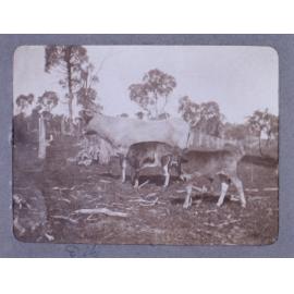 Bridesmaid and two calves