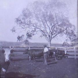 Unidentified man in stockyard with cattle