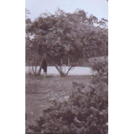 Garden at Saumarez Homestead