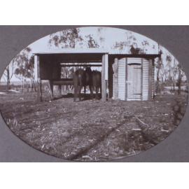 Two horses in a feeding shelter