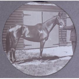 Unidentified horse