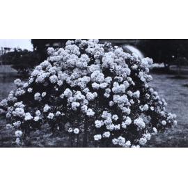 Gardens at Saumarez Homestead