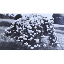 Gardens at Saumarez Homestead