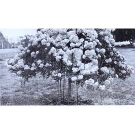 Gardens at Saumarez Homestead