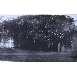 View of tree overgrown along a fence