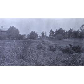 View of Saumarez Homestead and gardens