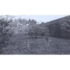 Trees near the hedge