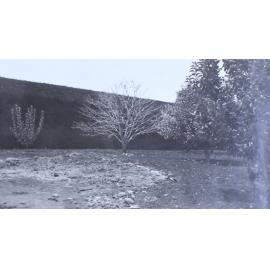 Trees near the hedge