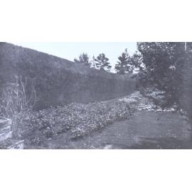 Garden near the hedge