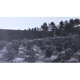 Gardens outside the hedge