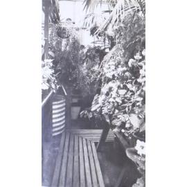 Plants in the greenhouse