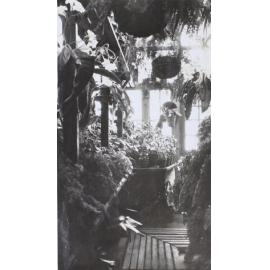 Plants in the greenhouse