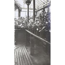 Plants in the greenhouse