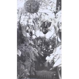 Plants in the greenhouse