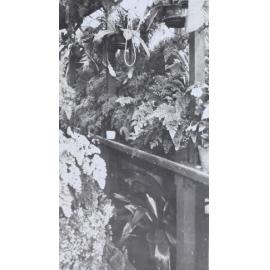 Plants in the greenhouse