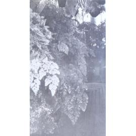 Plants in the greenhouse